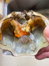 三門(mén)大青蟹鮮活全母紅膏母蟹黃油蟹螃蟹2斤2-3只發(fā)順豐現(xiàn)捕現(xiàn)發(fā) 大紅母膏蟹2斤3-4只 曬單實(shí)拍圖