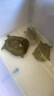 過(guò)山峰甲魚(yú)粉餌料野釣專(zhuān)用釣甲魚(yú)小藥老鱉誘食添加劑烏龜黃辣丁 【1瓶】過(guò)山峰甲魚(yú)餌料 曬單實(shí)拍圖