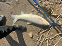 領(lǐng)路人刺客二代輕量大物魚竿手桿超輕超硬大物桿鰱鳙魚竿翹嘴竿釣魚竿 10m 【好甩大鞭 釣翹嘴推薦】 曬單實(shí)拍圖