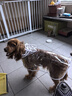曇蓓漫狗狗雨衣中小型犬雨披柴犬柯基泰迪雨衣寵物用品可栓繩下雨天遛狗 【斗篷式狗狗雨衣-透明白邊】 XL 丨建議15-22斤 EVA材質(zhì)/健康防水/透氣舒適 曬單實(shí)拍圖