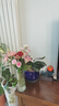 呂姆克花瓶玻璃透明花瓶大號(hào)擺件花器租房玄關(guān)臥室干花插花瓶高30CM5067 曬單實(shí)拍圖