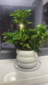 綠有意 綠植花卉辦公室客廳桌面盆栽擺件簡約創(chuàng)意網(wǎng)紅北歐綠植ins云朵盆 梔子花+甜甜圈PET樹脂盆+托盤+肥料 北歐風格網(wǎng)紅綠植 曬單實拍圖