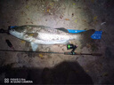 正宗伽馬卡茲【超3萬次加購】pe線正品路亞線魚線錨魚線大力馬主 8編PE線150M【不炸線不起毛】 2.0號【品牌支持復檢假一罰十】 曬單實拍圖