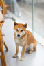 伯納天純中大型犬全價(jià)成年犬糧金毛寵物主糧羊肉蔓越莓15kg/30斤 曬單實(shí)拍圖