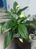 【熱銷款】白掌一帆風(fēng)順盆栽水培植物室內(nèi)花綠植紅掌發(fā)財樹吸甲醛 特級白掌10-12株帶花【基地原盆原土】 曬單實拍圖