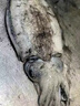 森農(nóng)樂(lè)大墨魚(yú)鮮活生鮮舟山墨魚(yú)仔冷凍冰鮮新鮮超大水產(chǎn)深海烏賊目魚(yú)整只 【特大1只】每只500- 700g(凈重) 曬單實(shí)拍圖