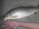 網(wǎng)中王釣鯉魚(yú)方塊餌料釣鯉魚(yú)鯽魚(yú)翻版鉤專(zhuān)用掛餌通殺薯香甜味腥香打窩料 單包裝【單包16塊】 曬單實(shí)拍圖