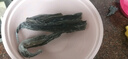 金唐 霞浦海帶頭250g/袋裝 特厚葉片昆布根梗煲湯火鍋 海產(chǎn)干貨 曬單實拍圖