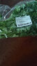 【有機】綠豆芽 200g 曬單實拍圖