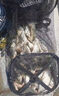 禧瑪諾（SHIMANO）禧瑪諾進(jìn)口碳素臺(tái)釣竿戶外黑坑鰱鳙綜合魚竿超輕硬手竿十大品牌 6.3m 刀雅P-大物竿 曬單實(shí)拍圖