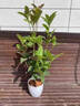 桂花樹(shù)苗盆栽室內四季桂花卉植物金桂丹桂庭院大樹(shù)濃香型綠植開(kāi)花 四季桂花高50cm左右【原土球發(fā)貨】 曬單實(shí)拍圖