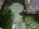 森森（SUNSUN）錦鯉魚池吸污機(jī)吸便器池塘吸污器吸泥機(jī)水池吸污泵魚糞便清潔工具 55瓦十米電線套餐三角盤 曬單實(shí)拍圖