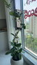 臨雅網(wǎng)紅孟加拉榕綠植客廳大盆栽室內(nèi)大型植物落地高山榕花卉盆栽 孟加拉榕樹1.6-1.8m【創(chuàng)意球盆】 曬單實(shí)拍圖