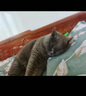 衛(wèi)仕膳食中大型犬糧 狗干糧 中大型犬全價狗糧 牛肉蔓越莓 15kg*1袋 曬單實拍圖