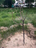 嫁接特大帝王杏子樹(shù)苗大果盆栽地栽耐寒耐旱南方北方種植果樹(shù)苗 4代帝王杏【抗寒】 4年苗【少量結果】 曬單實(shí)拍圖