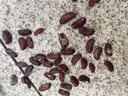 干枝梅特長豆角種子高產(chǎn)早熟抗病長豆角種子四季爬藤豇豆種籽易種 【摘不敗】長缸豆種子約100粒2包 曬單實(shí)拍圖