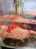 尼奧光魚(yú)缸燈水草燈LED燈S3proRGB植物光譜 13W新款尼奧S3pro+【高亮自然版雙倍亮度】 曬單實(shí)拍圖
