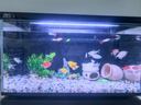 當貝智能生態(tài)魚缸1Ultra 一體缸自循環(huán)雙過濾AI托養(yǎng)懶人家用桌面魚缸 曬單實拍圖