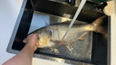 一味化氏NEX竿掛 炮臺(tái)支架釣魚魚竿支架碳素競技支架竿釣箱支架架桿 1.75m NEX竿掛 曬單實(shí)拍圖