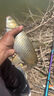 東強(qiáng)釣魚(yú)小藥強(qiáng)效誘魚(yú)添加劑黑坑野釣鯽魚(yú)鯉魚(yú)草青魚(yú)專用餌料窩料大全 秘殺通【野釣黑坑四季通用】 曬單實(shí)拍圖