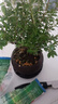 八芽 小葉赤楠盆景擺件室內(nèi)綠植花卉盆栽老樁客廳辦公室桌面好養(yǎng)植物 （【熱銷款】舍得紫砂盆赤楠+苔蘚+底座） 曬單實拍圖
