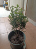驅蚊蟲清香木盆栽正宗胡椒木花卉綠植四季好養(yǎng)凈化空氣吸甲醛植物 6年大苗1盆【原盆原土發(fā)貨】+肥料 曬單實拍圖