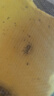 藍姥爺樹蛙活體爬寵旅行青蛙蝌蚪綠姥爺樹蛙 針頭蟋蟀0.5-0.8cm 100只 曬單實拍圖