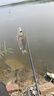 富源百川318二代鰱鳙釣魚竿湖庫輕量大物桿巨物魚竿7.2m 曬單實拍圖