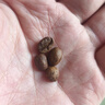 明謙瑰夏拼配2.0意式咖啡豆美式現(xiàn)磨黑咖啡中淺烘焙 【IIAC金獎】中淺度烘焙/200g 曬單實拍圖