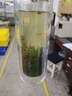 陳一凡毛尖茶葉綠茶 雨前春茶2025新茶一級(jí)濃香型炒青綠茶葉袋裝250克 曬單實(shí)拍圖