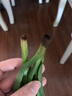 艾瑩超香名貴蘭花【金玉滿(mǎn)堂】濃香大花朵盆栽室內花卉建蘭綠植蘭草 桃花4苗連體 曬單實(shí)拍圖