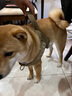 JCZS德國品牌狗狗牽引繩大型犬狗胸背帶背心式項圈馬犬金毛德牧邊牧脖 棕色胸背 L 參考體重35-60斤 曬單實拍圖