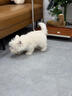 愛(ài)的抱抱純種西高地幼犬家養小型犬白色軟毛西高地白梗犬網(wǎng)紅寵物活體小狗 血統級 西高地 公 曬單實(shí)拍圖