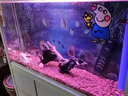 JCZS德國(guó)品牌火山石魚缸專用水族造景墊底砂古法養(yǎng)魚材料大塊過濾石火 【魚缸造景19-20斤】紅火山石5-10厘米() 曬單實(shí)拍圖