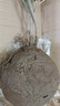 桂花樹(shù)苗四季桂盆栽可食用開(kāi)花不斷室內陽(yáng)臺庭院濃香型花卉植物 精品四季桂花20-30厘米【練手裝】 不含盆 曬單實(shí)拍圖