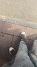 匡威（Converse）官方 莫爾登All Star男女復古休閑滑板鞋A13785C A13785C 41.5 曬單實(shí)拍圖