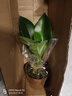 特價(jià)大葉金鉆綠公主盆栽植物除甲醛綠植辦公室四季常青室內(nèi)擺放花 【1盆】金鉆+基地原盆 含盆高度15-20厘米 曬單實(shí)拍圖