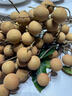 福建莆田新鮮龍眼高山種植桂圓現(xiàn)摘現(xiàn)發(fā)冷鏈到家當季新鮮水果包郵 莆田老樹龍眼【實惠裝-陸運】 5斤 曬單實拍圖