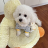 MIKI PAD寵物狗狗衣服小型犬可牽引外出背帶褲春夏幼犬衣服比熊泰迪雪納瑞 黃色小熊背帶褲 S背長(zhǎng)25cm（參考體重3-6斤） 曬單實(shí)拍圖