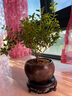 八芽 小葉赤楠盆景擺件室內(nèi)綠植花卉盆栽老樁客廳辦公室桌面好養(yǎng)植物 （【熱銷款】舍得紫砂盆赤楠+苔蘚+底座） 曬單實(shí)拍圖