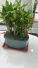 幼薇節(jié)節(jié)高富貴竹植物客廳轉(zhuǎn)運綠植盆栽辦公室內(nèi)桌面好養(yǎng)盆景四季常青 九棵富貴竹+孔雀綠招財進(jìn)寶瓷盆 帶盆栽好 曬單實拍圖