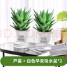 萌肉居2盆蘆薈不夜城多肉植物盆栽花卉綠植蘆薈+早安盆2套源頭直發(fā) 曬單實(shí)拍圖