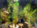 瘋狂水草魚缸造景水草植物直接入缸種植環(huán)綠羽毛紅松尾狐尾草源頭直發(fā)包郵 曬單實(shí)拍圖