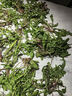 蒲公英新鮮野菜帶根婆婆丁現(xiàn)挖現(xiàn)發(fā) 新鮮蒲公英 2斤 曬單實(shí)拍圖