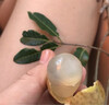 愛鮮摘農(nóng)場 廣東石硤儲良龍眼【JD順豐-多地次日達】石峽桂圓水果禮盒送禮 石硤龍眼｜入門必選【狠甜】 精選果丨5斤裝【超值推薦】凈4.5 曬單實拍圖