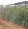 圍墻籬笆植物大葉北海道黃楊苗冬青樹(shù)苗耐寒庭院綠籬樹(shù)苗四季常青 冬青50-60厘米高(50棵)耐寒耐旱 不含盆 曬單實(shí)拍圖