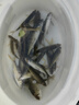溪流面筋餌料野釣石斑魚(yú)馬口小白條鯽魚(yú)餐條釣魚(yú)免洗急流濃腥魚(yú)餌 升級免洗面筋餌250g 曬單實(shí)拍圖