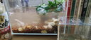漢洋（ WATERWEEDS INDUSTRY）火山石火山巖顆粒魚(yú)缸底砂鋪底過(guò)濾材料草缸造景養(yǎng)魚(yú)用品2斤 曬單實(shí)拍圖
