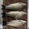 川澤羅非蘆葦魚漂高靈敏短腳細長身輕口猾口底釣醒目鯽魚黑坑魚漂 LW01-1(大棚猾口,吃鉛0.77g) 高靈敏陳年蘆葦 曬單實拍圖