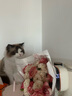 chikoku新款小萌牙鯊魚拖鞋女夏外穿防滑舒適情侶涼拖鞋男 小氖黃 38-39 曬單實拍圖